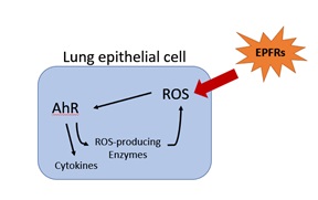 Simplified proposed mechanism from the LSU SRP Center of AhR activation by EPFRs. EPFRs can produce reactive oxygen species (ROS), which can lead to DNA damage or other damage to cells. Adapted with author’s permission from Harmon et al., 2018.