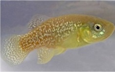 Killifish appear to have evolved resistance to several harmful pollutants in the past 50-60 years. Researchers are using these fish to understand the toxicity, mechanisms, and health effects of environmental chemicals. (Photo courtesy of Boston University SRP Center)