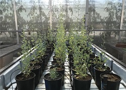 rows of quailbush plants inside a greenhouse