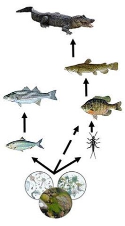 NCUS SRP examine PFAS in aquatic food chains