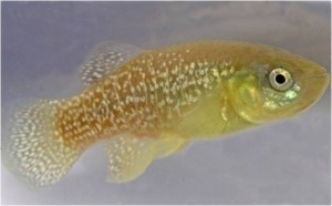 Image of a small yellow killifish