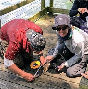 researchers measuring alligators on a dock