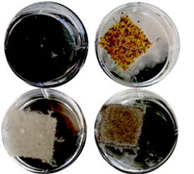 Fungal growth in petri dish