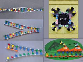 DNA models made of legos