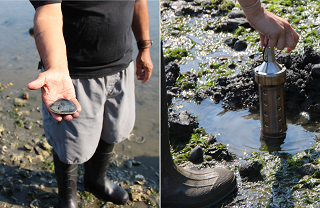 Man in waders holding a butter clam in his hand next to an image of a passive sampler in sediment