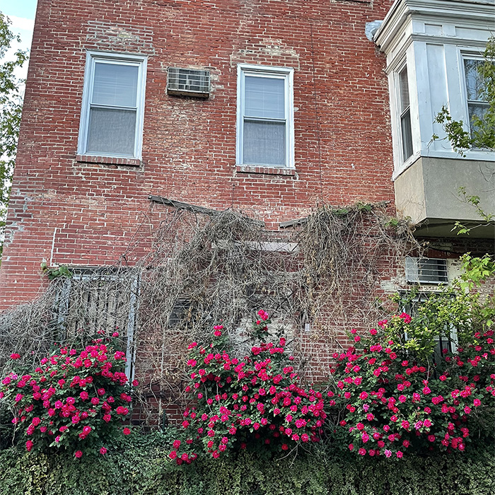 red brick town house with white windows