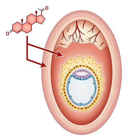 embryo development