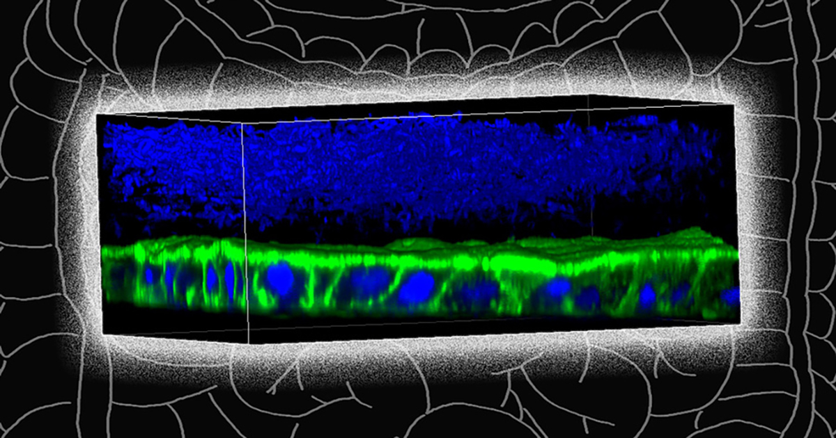 F. prausnitzii bacteria grow above a layer of human mucosal barrier cells