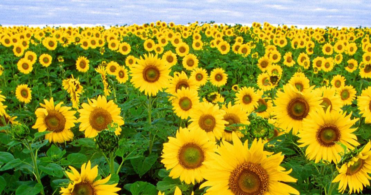 sunflowers