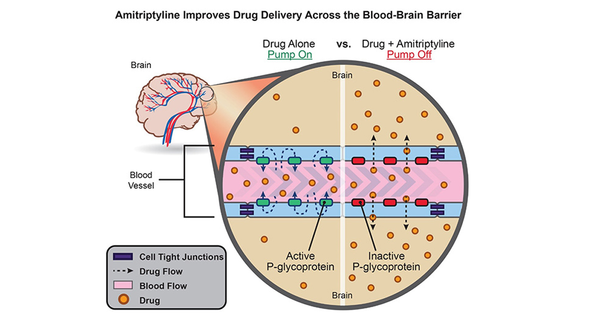 Amitriptyline improves drug delivery across the blood brain barrier 