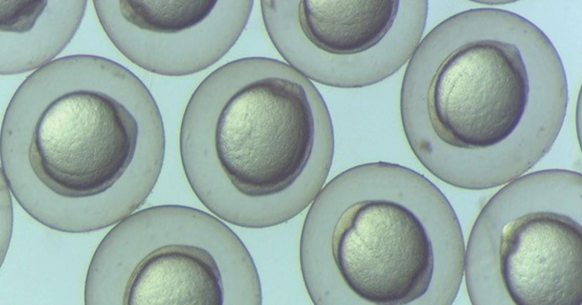 zebrafish eggs