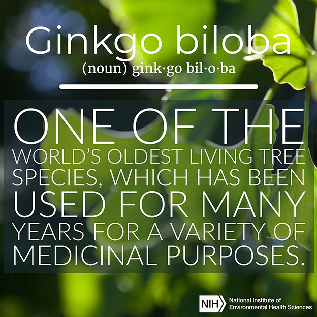 Ginkgo Biloba definition