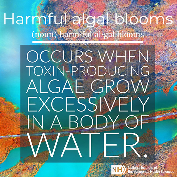 Harmful Algal Blooms definition