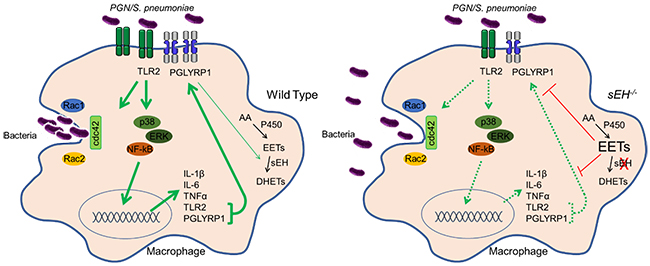 Induction of phagocytosis is impaired in sEH null macrophages