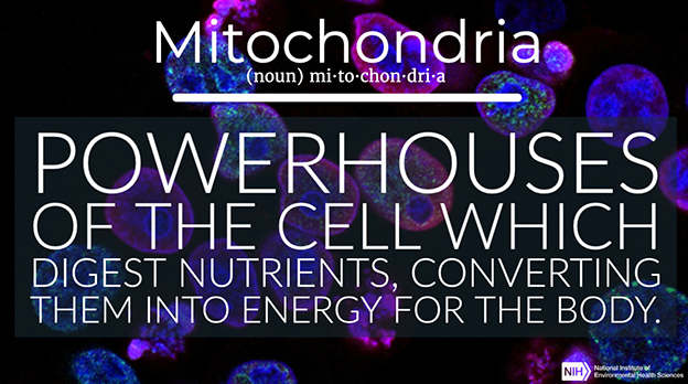 Mitochondria definition