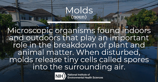 Molds definition