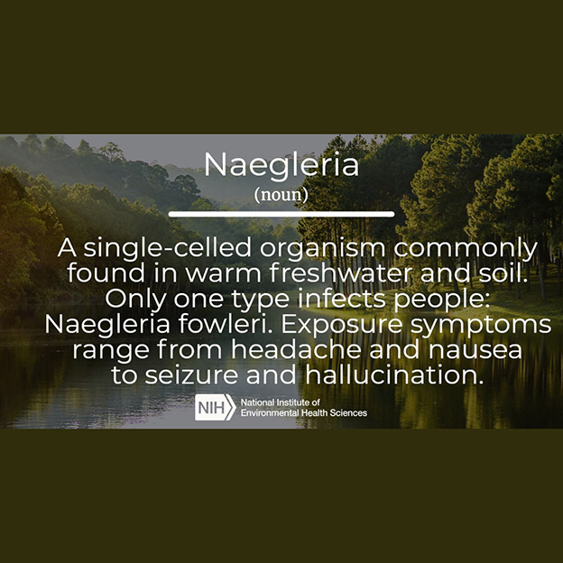 Naegleria definition