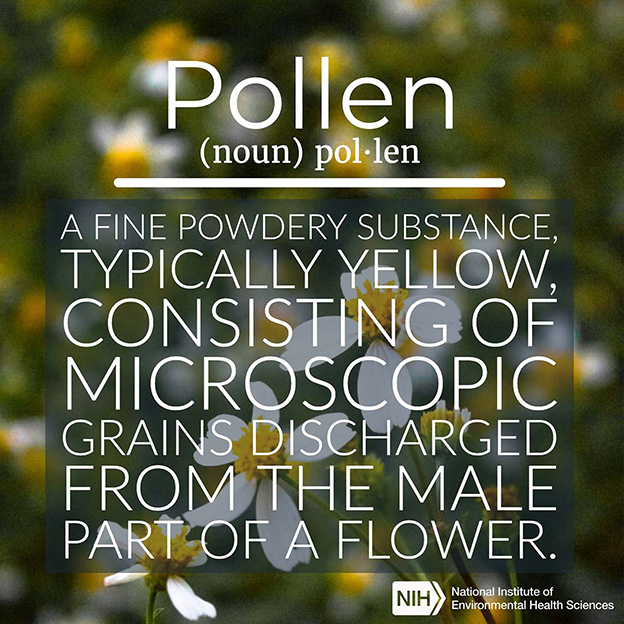 Pollen definition