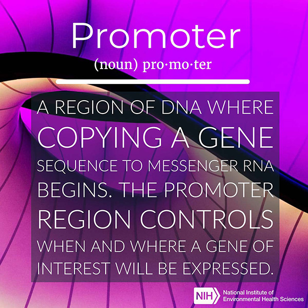 Promoter definition