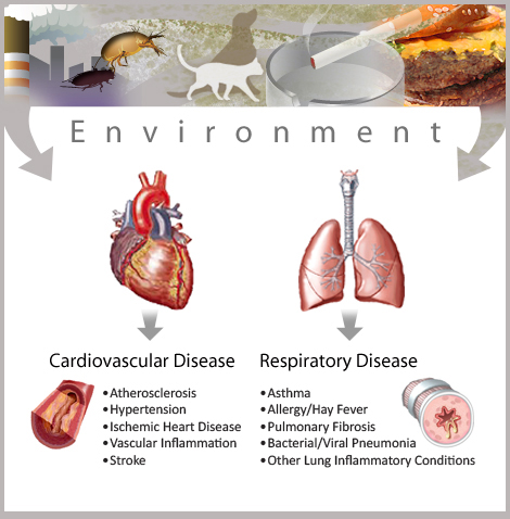 Illustrated heart above an arrow pointing to cardiovascular disease, illustrated lungs with arrow pointing to respiratory disease