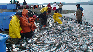 fishermen with net full of fish