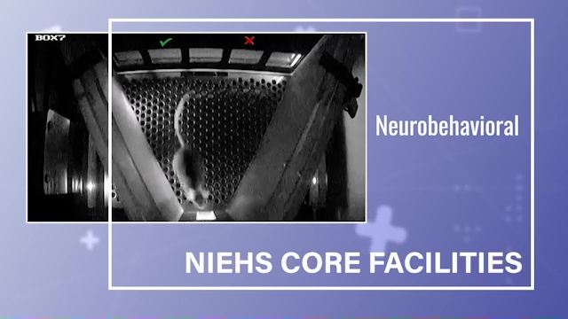 https://www.niehs.nih.gov/sites/default/files/2024/05/20240501_niehs_core_facilities_neurobehavioral_tn.jpg
