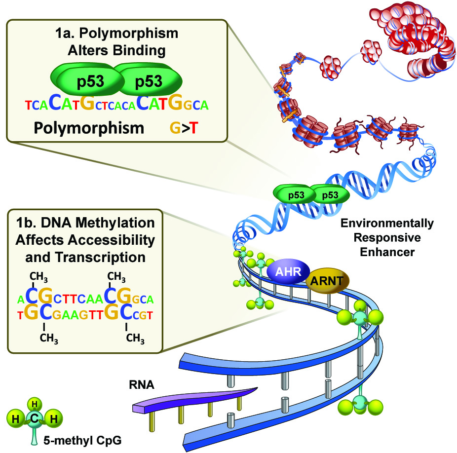 Environmental response genes are regulated by the binding of transcription factors