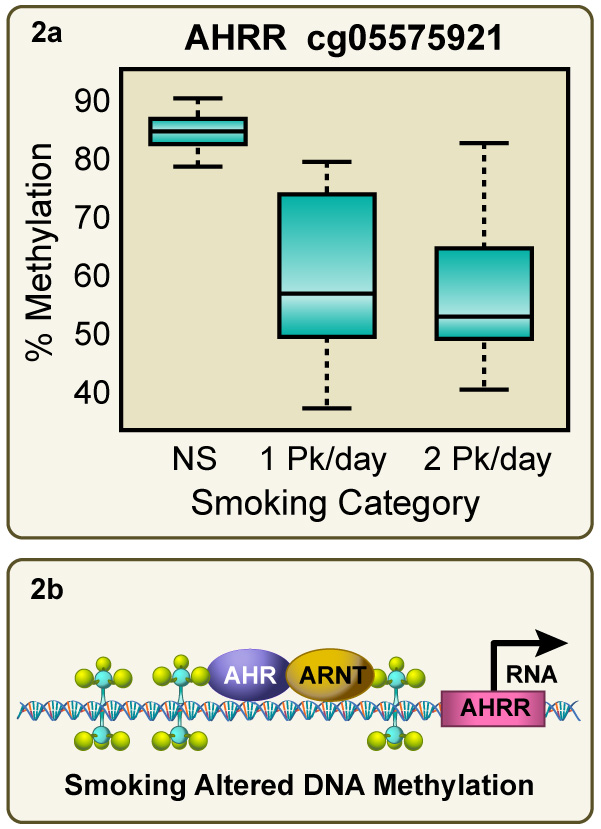 Tobacco smoke exposure dramatically reduces 5-methyl cytosine levels in the AHRR gene