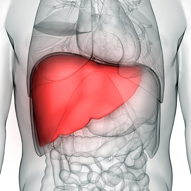 liver.jpg