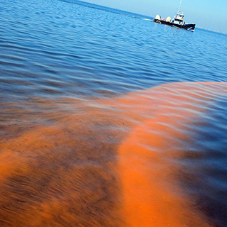 trail of red in body of water