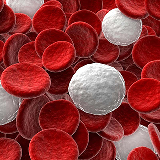 white and red blood cells
