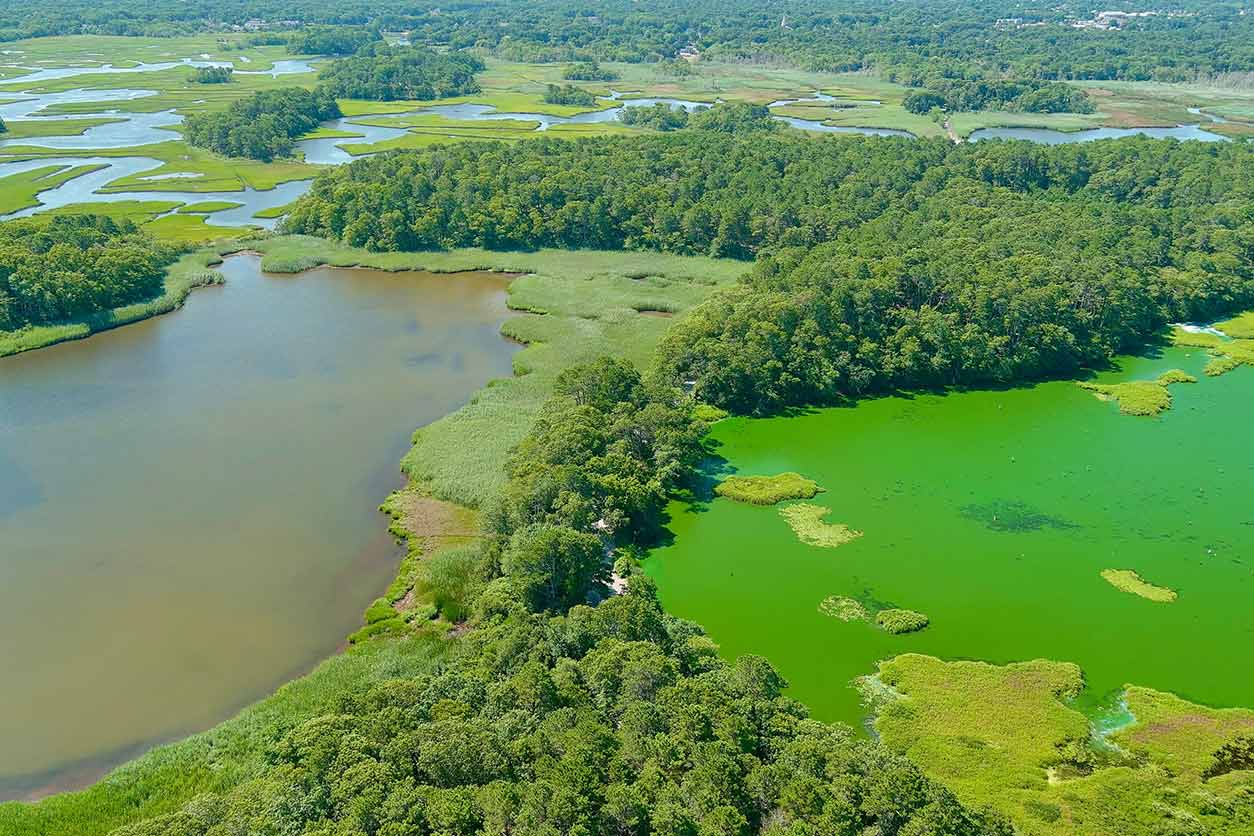 algal bloom
