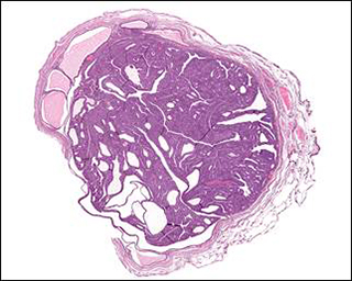 H&E stained Image
