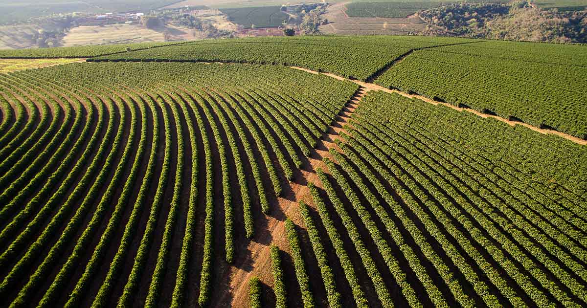 Plantations in Minas Gerais state, Brazil