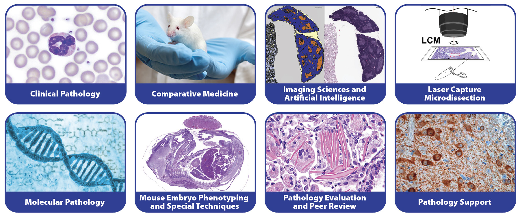 Comparative and Molecular Pathogenesis Branch