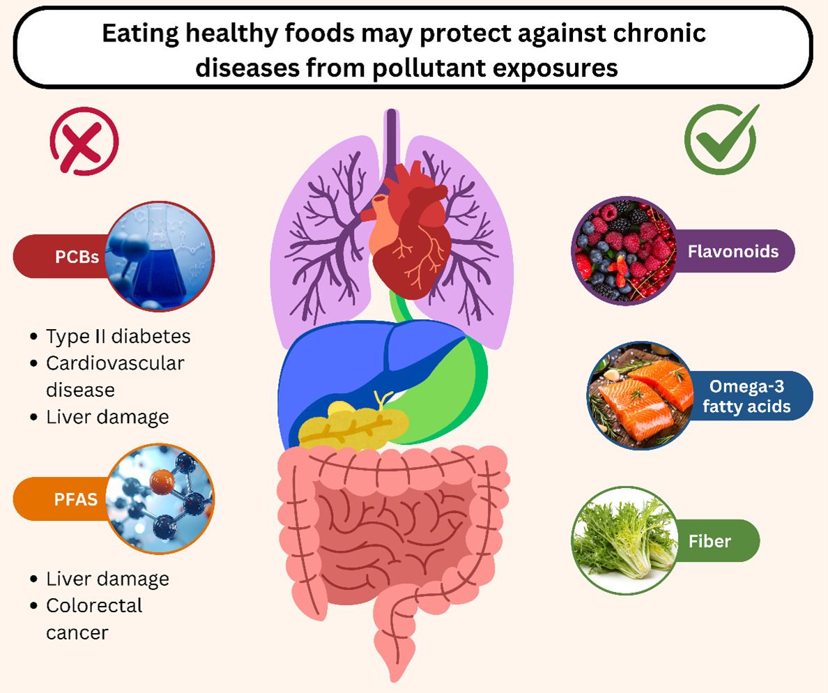 By integrating studies in cells, rodents, and human populations, the UK SRP Center team has shed light on the important role of nutrition in protecting people from the harmful effects of pollutants and identified practical solutions for individuals to improve their health.