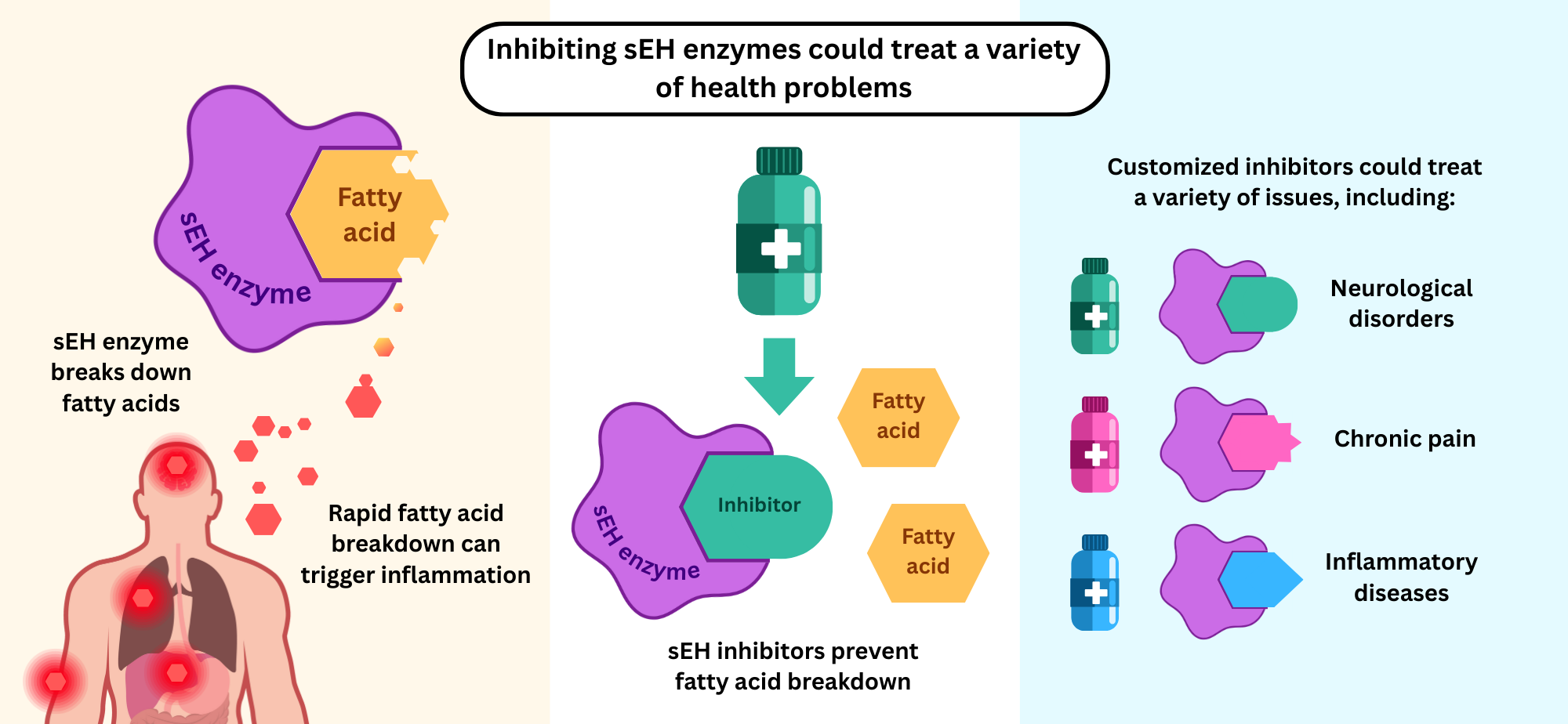 thumbnail for Fundamental Discovery Points to New Therapies for Wide-Ranging Diseases