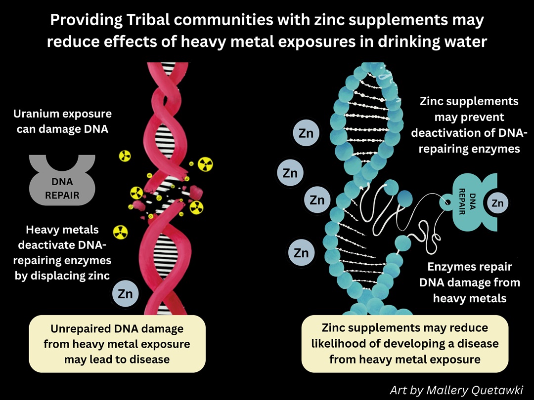Providing Tribal communities with zinc supplements may reduce effects of heavy metal exposures in drinking water. Includes art by Mallery Quetawki.
