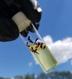 small vial of water