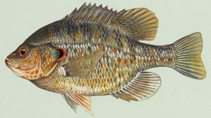 Redear Sunfish (Shellcracker)