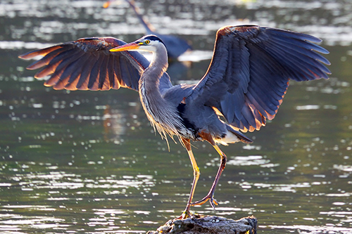 Blue heron