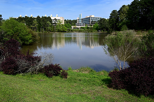 Discovery Lake with NIEHS buildings in the background