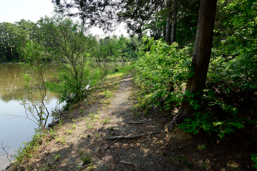 Trail with water on the left and woods on the right
