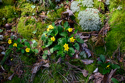 lichens and moss growing in the wild