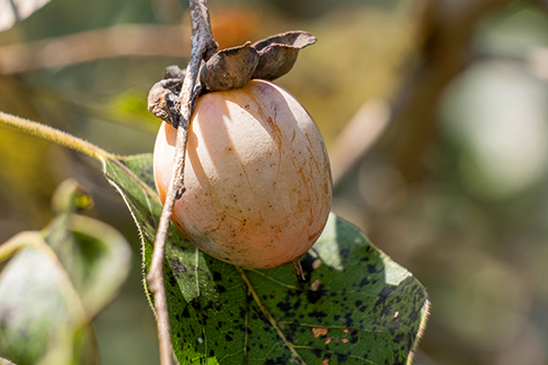 Persimmon hanging from a branch