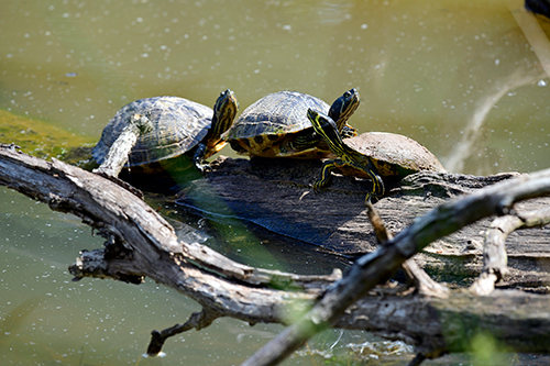 Turtles on a log, floating in the water