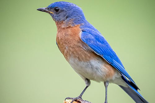 Bluebird