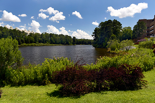 Shrubs and plants growing next to a body of water