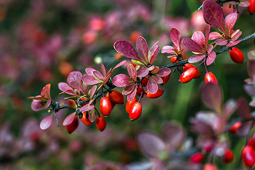 barberry shrubs