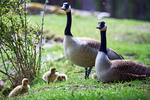 family of geese